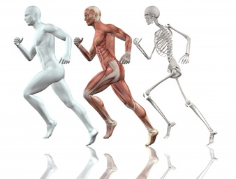 the-human-body-running_1048-4903